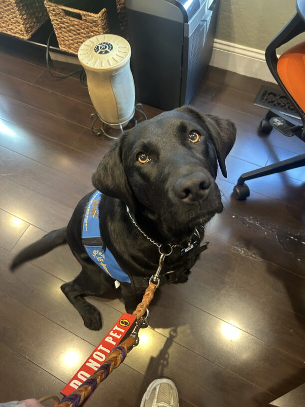 Black lab Luz looking up at the camera wearing her blue service dog vest.