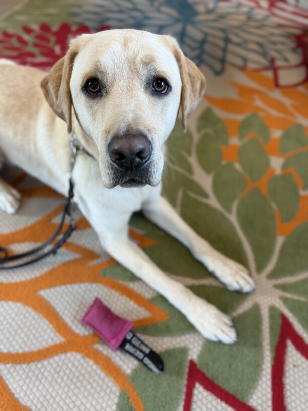 Matt lays on a brightly colored flower-patterned rug with a pink firehose toy beside his front feet.