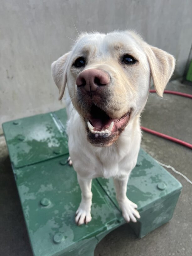 Pink, a petite yellow lab, is standing on a green play structure in community run. She is looking up at the camera with a big smile.