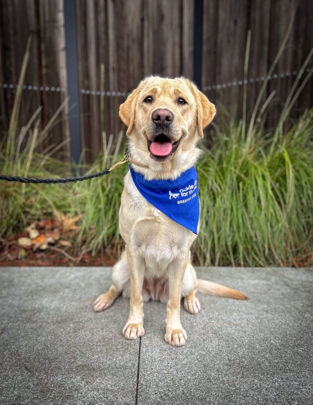 Yellow lab Reveille sits on the sidewalk in front of a wooden fence and green plants. She is wearing a blue breeder scarf and looking at the camera with her tongue out.