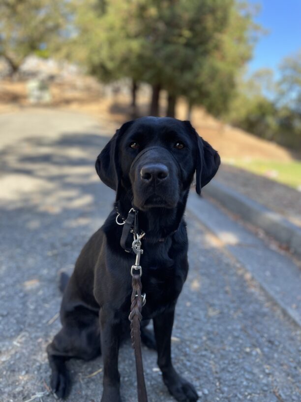 Rosa pauses for a photo while out on a walk in the neighborhood.  She is sitting on a concrete driveway with trees, grass and blue sky behind her.