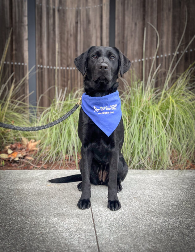 Black lab Twig sits on the sidewalk in front of a wooden fence and green plants. She is wearing a blue breeder scarf and looking into the camera.