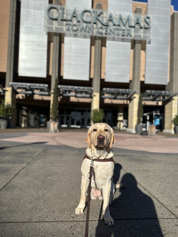 Zena, a female yellow lab, sits in her harness in front of a building with a sign that reads