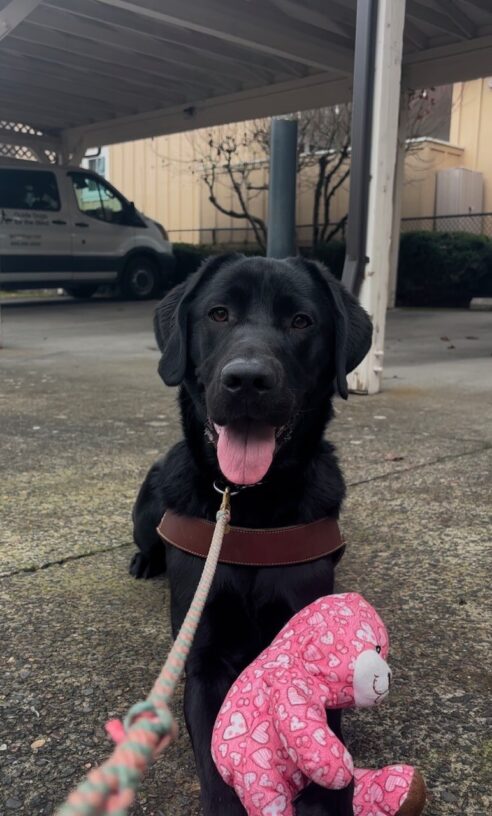 A black Labrador Retriever lays on a cement parking lot in harness. A pink leash extends toward the camera and resting on his front legs is a pink teddy bear stuffed toy with a heart design. The dog has his mouth open and his pink tongue extended in what appears to be a happy expression. Behind him is a covered carport on a cement parking lot and a white training van.