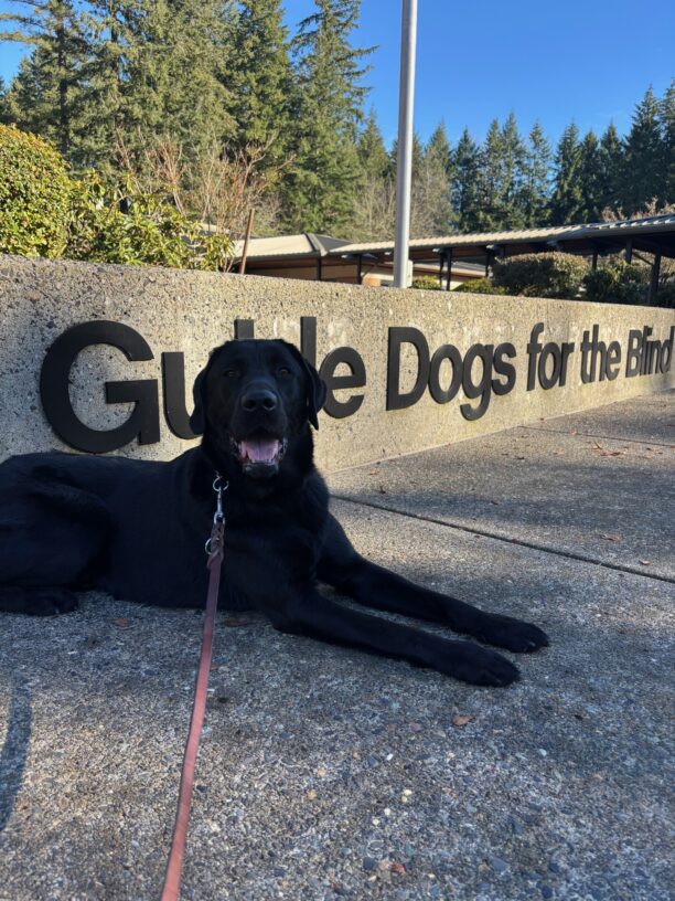 A black Labrador Retriever lays on a cement sidewalk looking towards the camera, with both front legs extended out. His mouth is open and pink tongue is sticking out which gives him a happy and relaxed expression. Behind him is a cement wall with large black letters that read