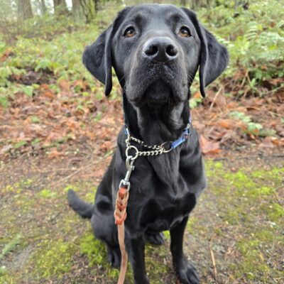 Capella a black Labrador Retriever is looking attentively at the camera. She is sitting on a nature trail with fallen leaves and mossy trees in the background.