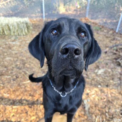 Truman a black Labrador Retriever is standing with his front paws on a wood round in a fenced play yard looking eagerly towards the camera