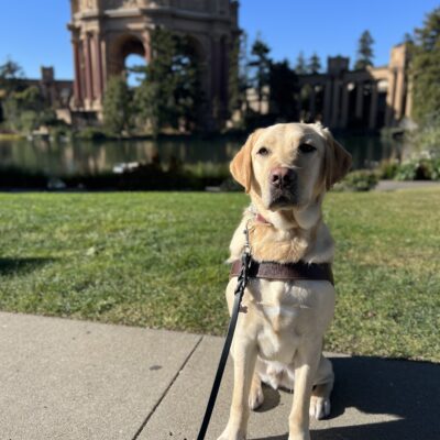 Stanley sits in harness looking at the camera. Behind him is the Palace of Fine Arts in San Francisco, CA. It is a bright blue, sunny day.