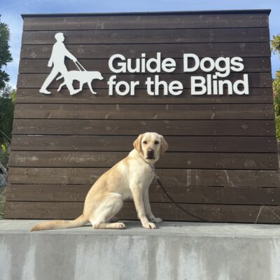 Belen sits on a concrete wall looking directly at the camera. Behind her is a wooden sign with white letters that spell out Guide Dogs For The Blind. Blue skies and green trees line the background.