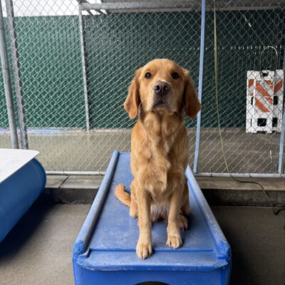 Danika sits on a play structure in community run. Her ears are perked and she is looking at the camera.