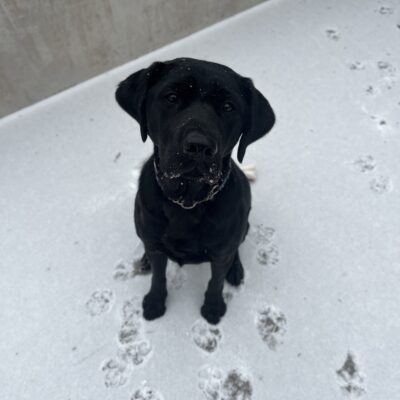 Todd gazes up a the camera as snow falls around him. There is snow on his muzzle and the top of his head. He is sitting on snow covered concrete and there are paw prints in the snow in front of him. There is a concrete wall behind him in the background.