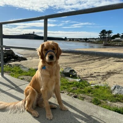 Button sits on a walking path with a beautiful beach and ocean behind her. She is looking directly at the camera with a relaxed expression.