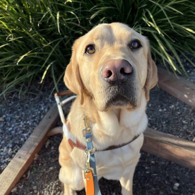 Sheldon is pictured sitting on a wooden step in front of a planter. He is wearing his harness and staring sweetly up at the camera.