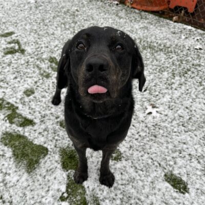 Female brindle lab, Aura, stands on artificial grass that is covered in a thin layer of snow. She has her tongue sticking out slightly as if she were trying to catch a snowflake that is falling from the sky.