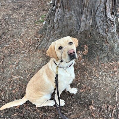 Yellow Lab Banksia is sitting outside under a tree, looking up at the camera.
