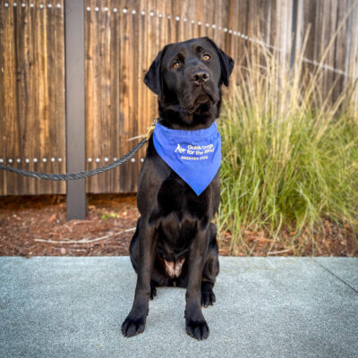Black lab Canela sits on the sidewalk in front of a wooden fence and green plants. She is wearing a blue breeder scarf and looking directly at the camera with her head slightly tilted.