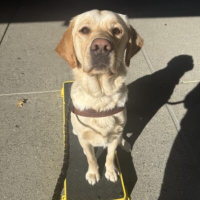 Flapjack sits on a yellow and black training pedestal in his guide dog harness. He staring at the camera, waiting for another kibble.