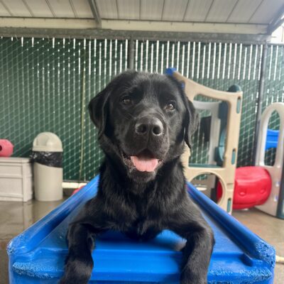Goalie is laying down on blue play furniture in our Community Run area, with his paws dangling over the edge. He’s smiling at the camera with his tongue out and mouth open.