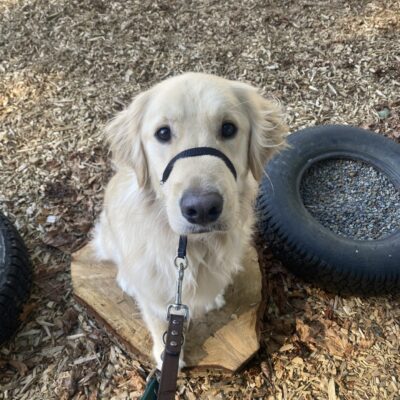 Kahu, a male Golden Retriever/ Labrador cross, sits on a wooden stump. He is looking at the camera sweetly with his headcollar and leash on. Next to him are bark chips and scattered tires.