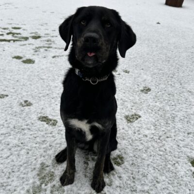 Picard, a male brindle lab, sits on artificial grass that is covered in a thin layer of snow. His tongue is sticking out slightly.