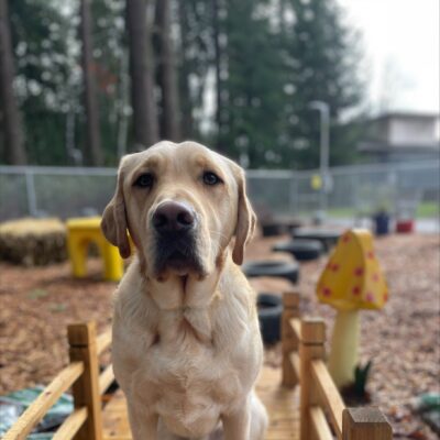 Scott, a yellow Labrador Retriever, sits and poses for a portrait. He is sitting on a small wooden bridge and in the blurred background some large fir trees, play structures, tires, and a large, decorative yellow and red mushroom are visible.