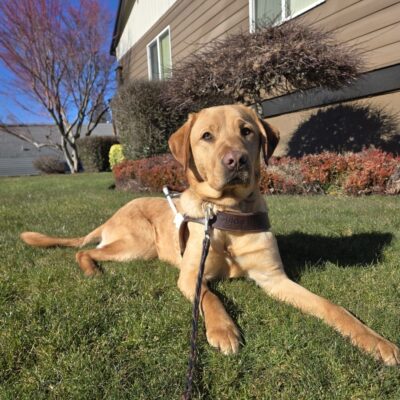 Eggnog is laying on the grass near a business in Sandy, OR. He's wearing his harness and looking at the camera.