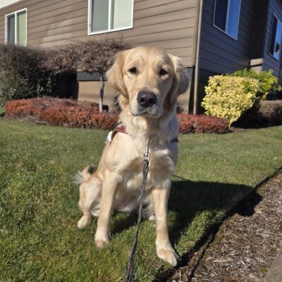 Kate is sitting on the grass near a business in Sandy, OR. She's wearing her harness and looking at the camera.