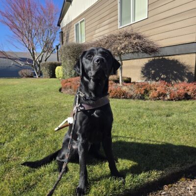 Dolce is sitting on the grass near a business in Sandy, OR. She's wearing her harness and holding her head up high to soak in the sun or to let the world know how regal she is.