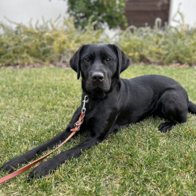 Tawna lies down on the green grass, alert and listening!