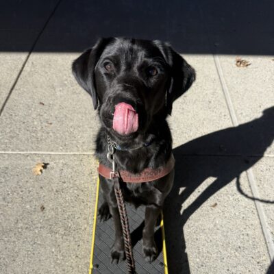 Theron sits on a yellow and black training pedestal in his guide dog harness. His tongue is out and touching his nose as he intently watches his handler.