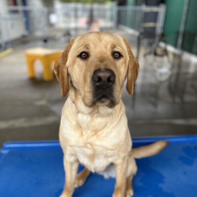 Elton sits on a blue piece of play equipment in the community run area of the kennel. He is looking at the camera with his mouth closed.