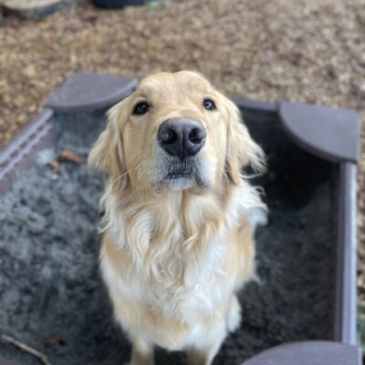 Kudo, a male lab/golden cross, sits in a sandbox in looking up sweetly at the camera.