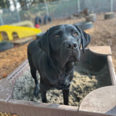 Bingo, a black lab, pauses his play in a sandbox in an exercise yard on the Oregon campus to look handsomely at the camera.