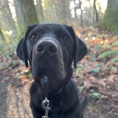 Timon, a black lab/golden cross, pauses his trail walk on the Oregon campus to look sweetly at the camera in his black head collar.