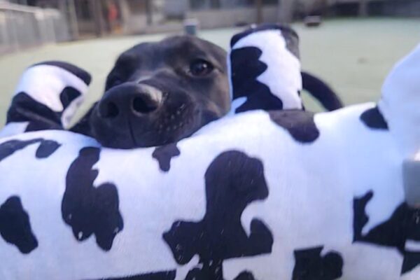 A close-up of Lacey as she shows the camera her stuffed, cow plushie. Her head and front legs are visible as she holds the large toy in her mouth inside a fenced play yard.