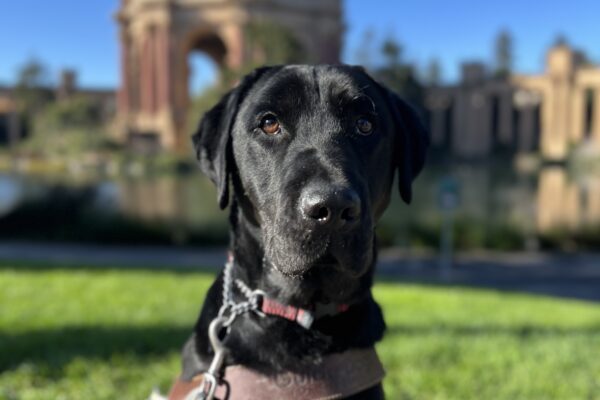 Howdy sits in harness looking at the camera. Behind him is the Palace of Fine Arts in San Francisco, CA. It is a bright blue, sunny day.