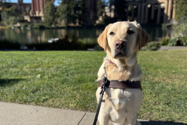 Stanley sits in harness looking at the camera. Behind him is the Palace of Fine Arts in San Francisco, CA. It is a bright blue, sunny day.