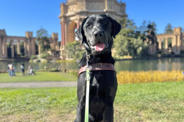 Photo is of brindle cross Topper sitting in harness in front of the palace of fine arts