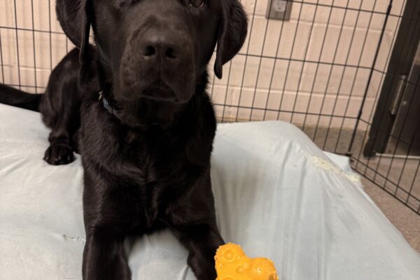 Tofino lays on a plush bed looking at the camera wearing he has a yellow bone that is rested on his leg.