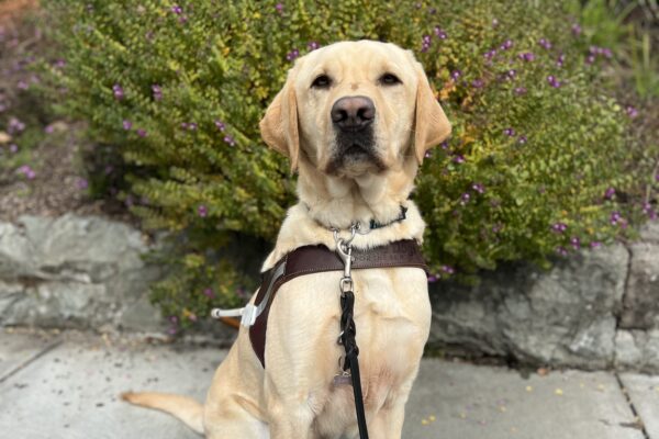 Orson sits in harness looking at the camera. Behind him is a green bush with purple flowers.