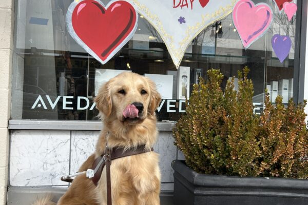 Camden is wearing a guide dog harness and sitting on the sidewalk in front of a window mural. He is looking at the camera and his tongue is sticking out. The window has several pink, purple, and red hearts surrounding a large white heart that says "Happy Valentine's Day".