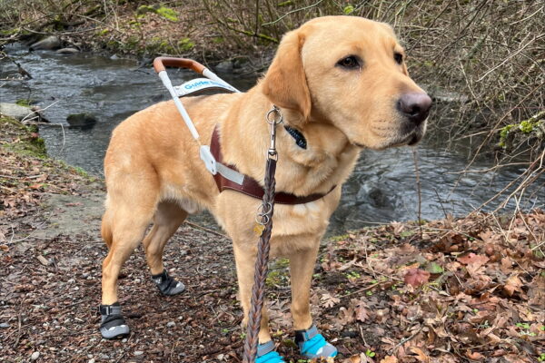 Duvall (a large caramel colored Yellow Labrador, male) is pictured standing in a ¾ view looking off into the distance while in harness and wearing booties. On his front feet are turquoise blue booties and black and grey booties on the hind feet. The foreground is brown leaves and dirt, and the backgrounds has a stream running behind him with some winter dormant trees and bushes.