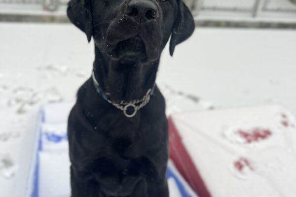 Black lab Todd sits on a blue, snow covered play equipment in community run. He looks up a the camera sweetly with little snowflakes on his face. There are dog kennel runs behind him and red play equipment to the right.