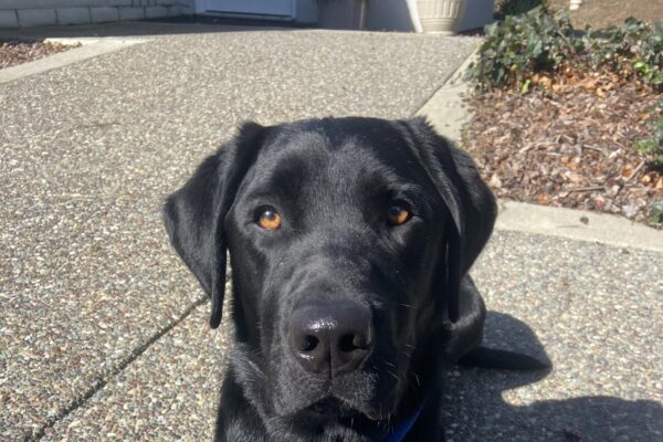 Black lab Morro is laying down outdoors in the sunshine. He is facing the camera.