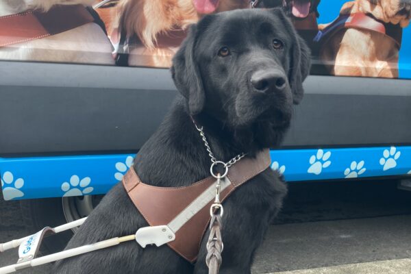 Rigel sits in harness in front of a blue GDB training van