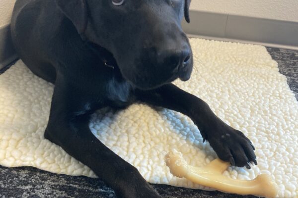 Norris lays down on a fleece mat in an office, he is looking up at the camera.