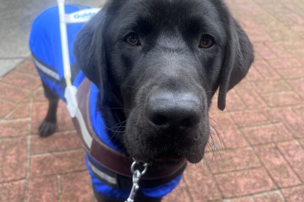 Benny stands on a brick path wearing his harness. He is also wearing a blue raincoat. He looks intently at the camera.