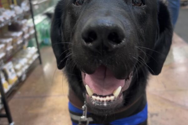 Gilligan smiles big inside of a grocery store while we wait for lunch at the deli. He is wearing his raincoat and harness of course!