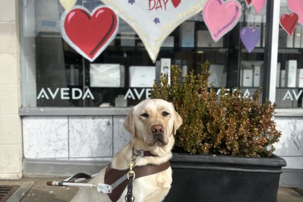 Prosecco is in harness sitting in front of a window display with a big white heart and "Happy Valentine's Day" in red. Different sizes and colors of smaller hearts surround it.