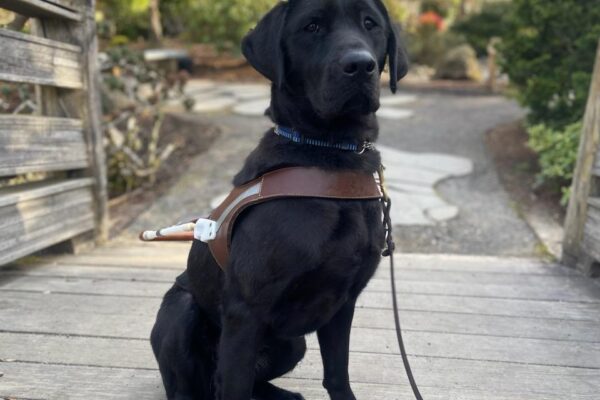 Black lab (Aleta) sitting in harness on a grey bridge with trees and bushes in the background.